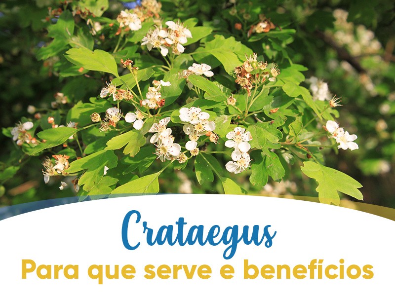 Crataegus: Para que serve e benefcios